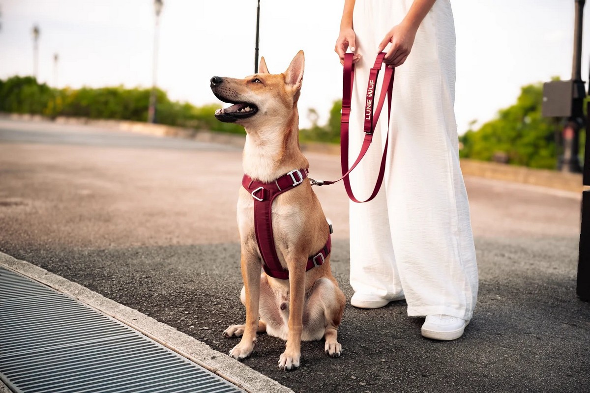 The customer: an urban owner and a dog that pulls.