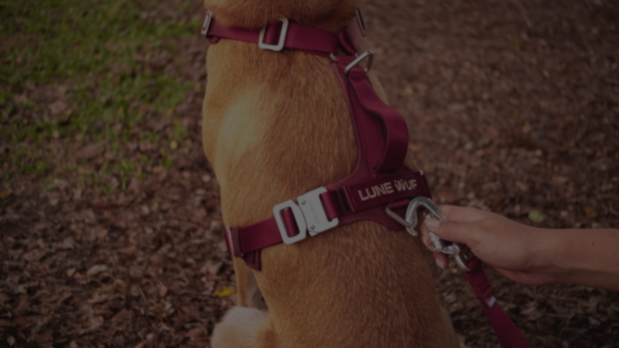You’re not selling leashes. You’re selling authority.
